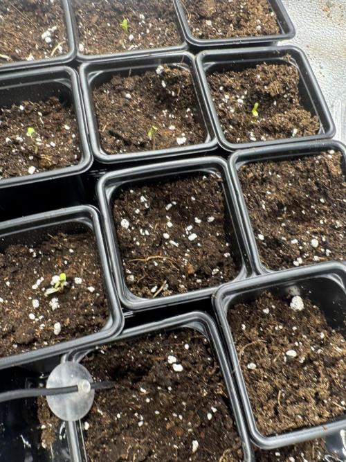 DeliciouS Cookies 11x. Week 1