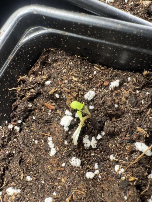 DeliciouS Cookies 11x. Week 1