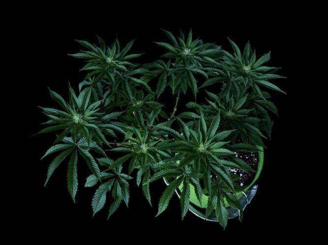 Gorilla runtz #2. Week 13