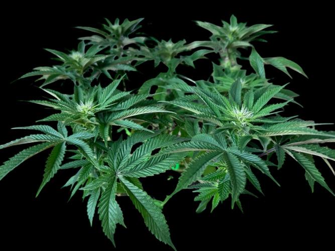 Gorilla runtz #2. Week 13