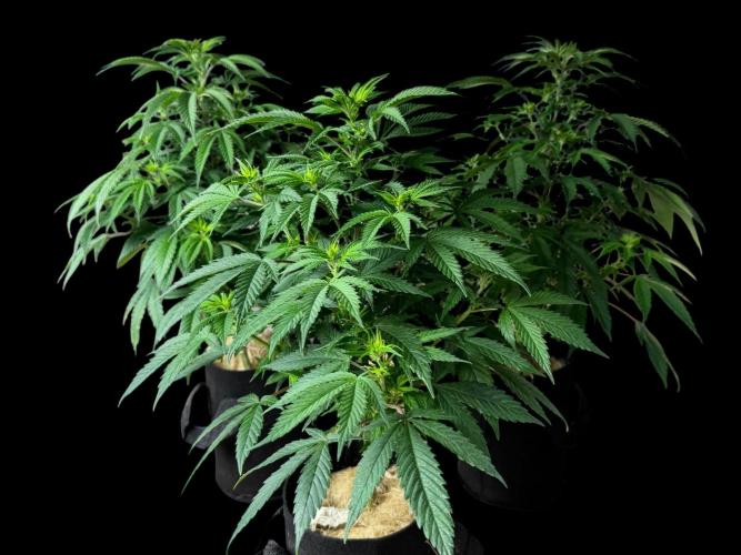 Animal Face Clone. Week 8