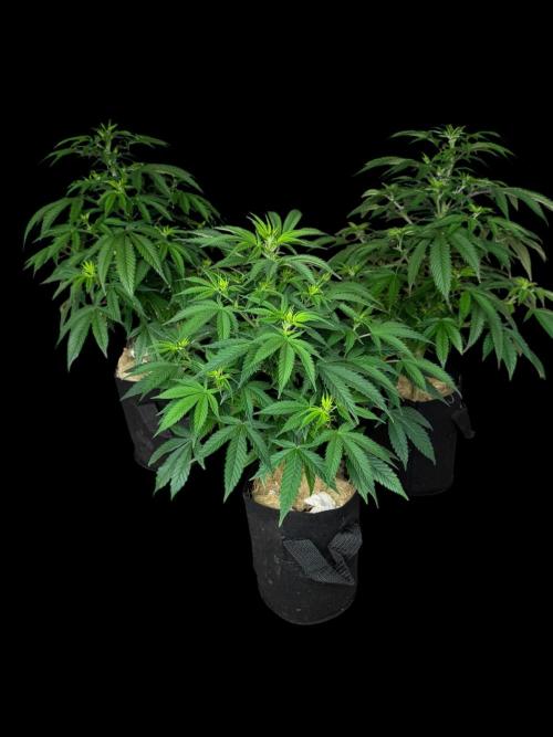 Animal Face Clone. Week 8