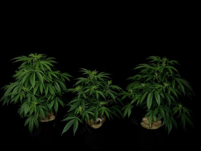 Animal Face Clone. Week 8