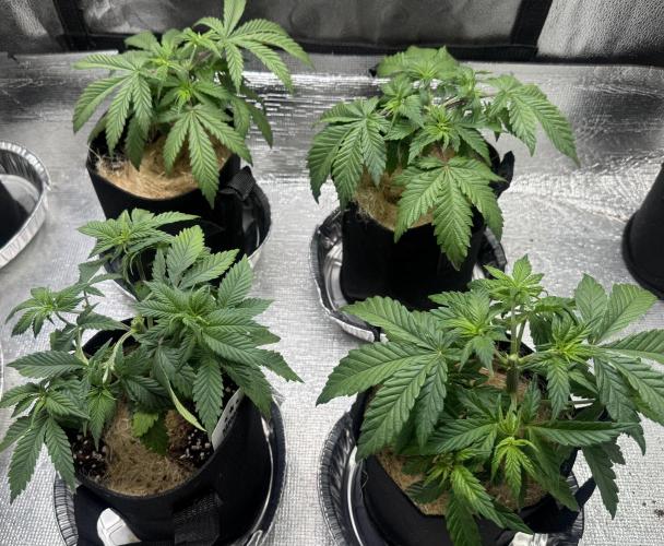 Sunset Sherbet Go Fast. Week 7