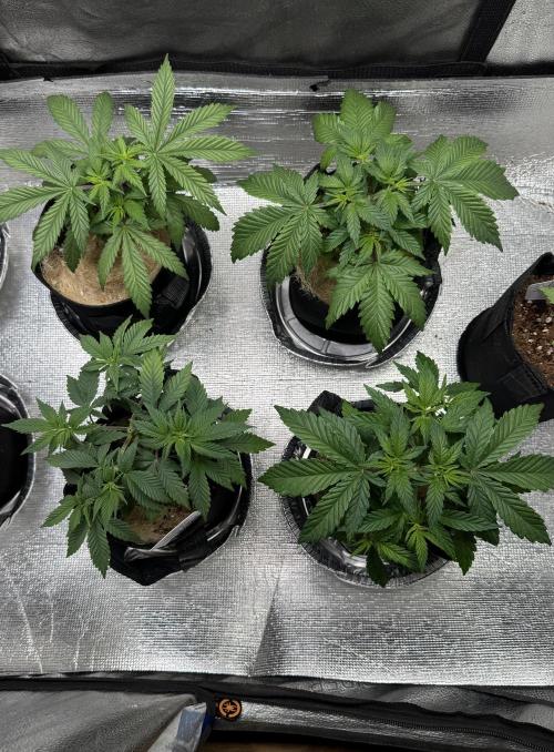 Sunset Sherbet Go Fast. Week 7