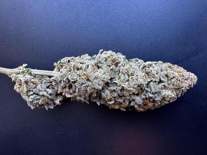 Divine Rapier. Week 18