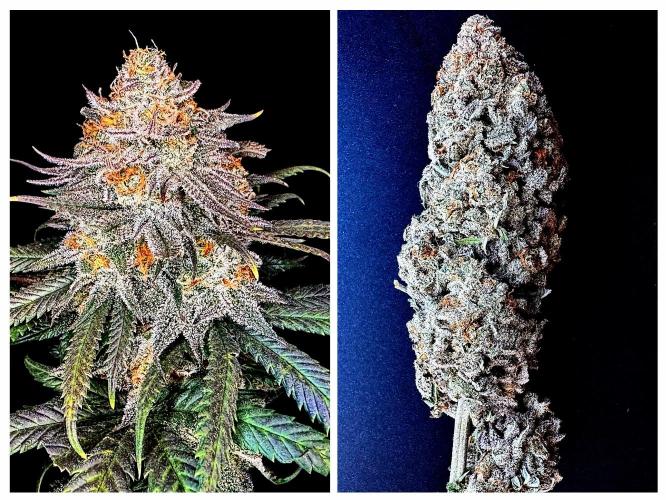 Divine Rapier. Week 18