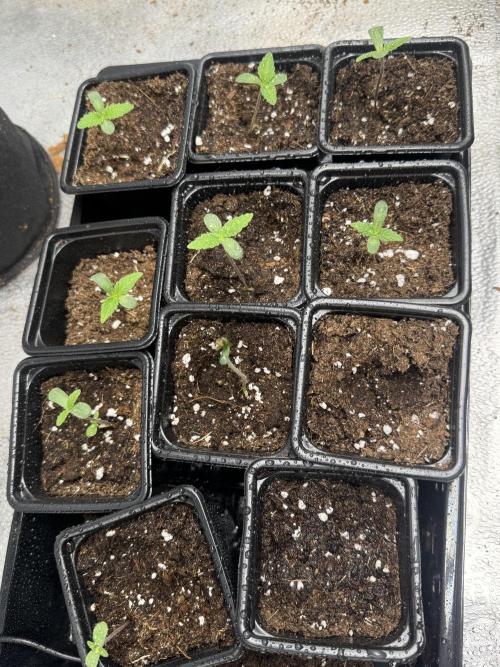 DeliciouS Cookies 11x. Week 2