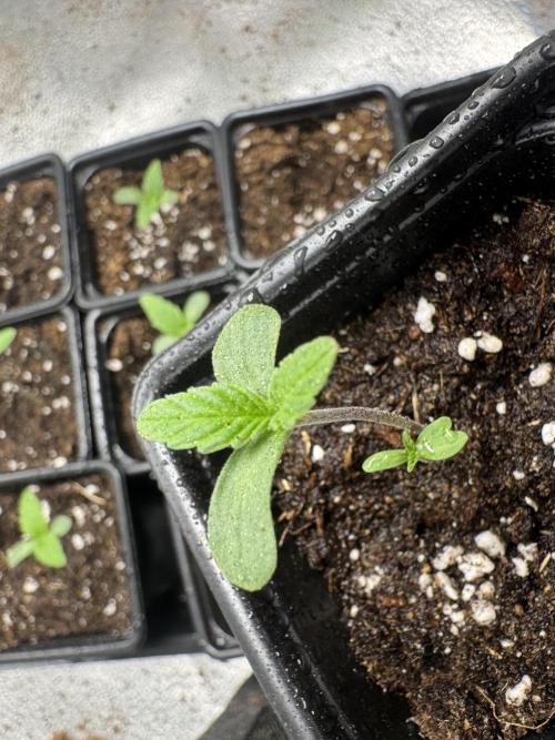 DeliciouS Cookies 11x. Week 2