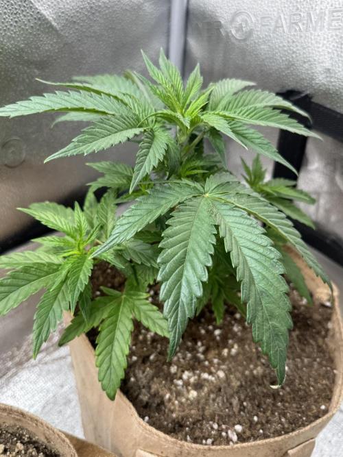 Delicious Cookies #3. Week 5