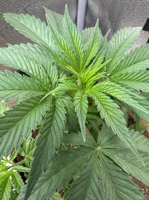 Delicious Cookies #3. Week 5