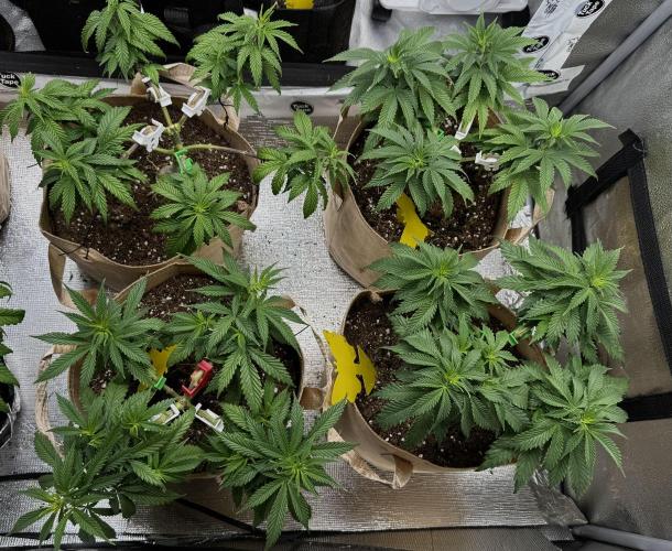 Sunset Sherbet Go Fast. Week 12