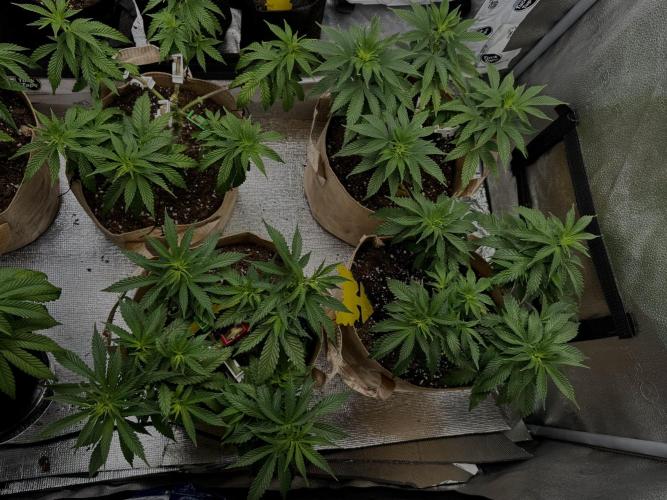 Sunset Sherbet Go Fast. Week 12
