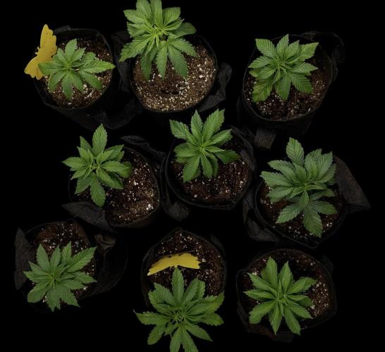 DeliciouS Cookies 11x. Week 4