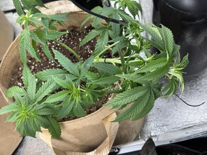 Delicious Cookies #3. Week 6