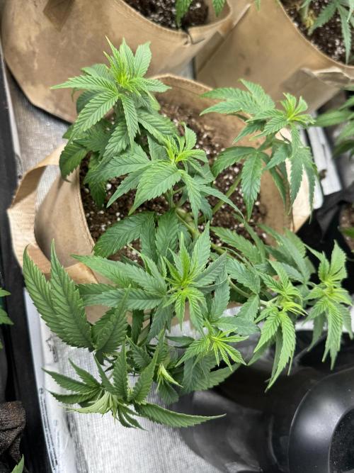 Delicious Cookies #3. Week 6