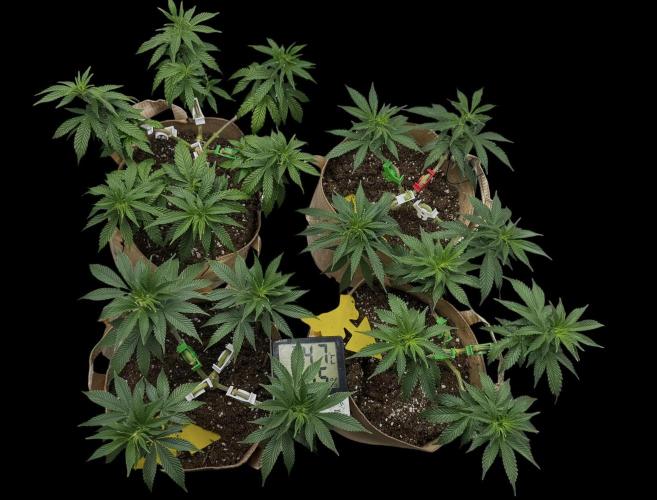 Sunset Sherbet Go Fast. Week 12 - Défoliation 