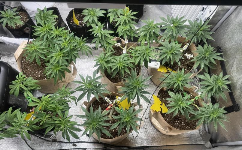 Sunset Sherbet Go Fast. Week 12