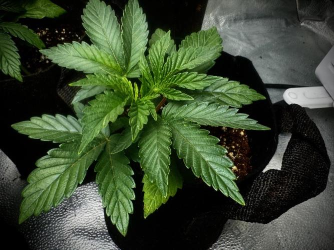 DeliciouS Cookies 11x. Week 4