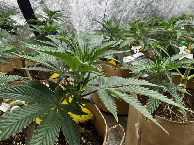 Sunset Sherbet Go Fast. Week 12