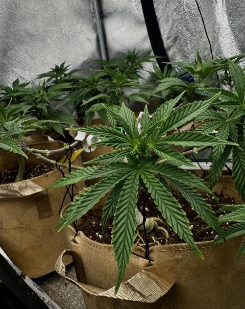 Sunset Sherbet Go Fast. Week 12