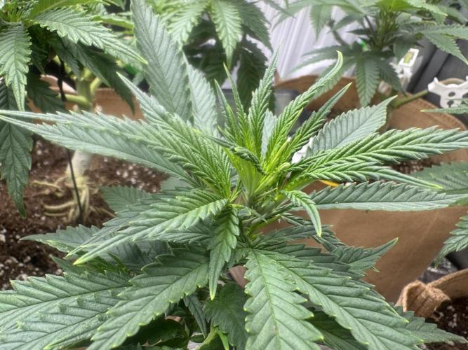 Sunset Sherbet Go Fast. Week 12