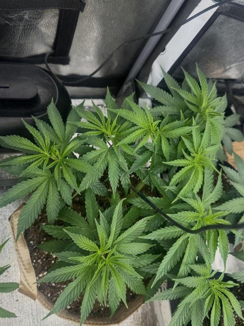 Delicious Cookies #3. Week 6