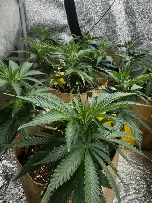 Sunset Sherbet Go Fast. Week 13