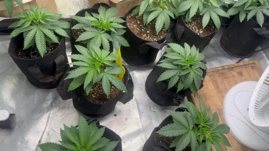 DeliciouS Cookies 11x