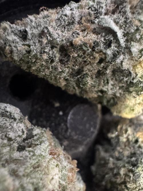 Divine Og Kush Bio. Week 18