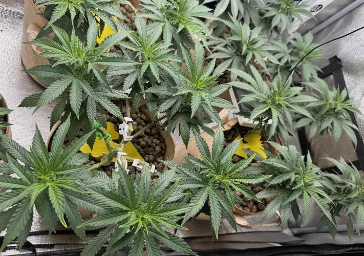 Sunset Sherbet Go Fast. Week 13