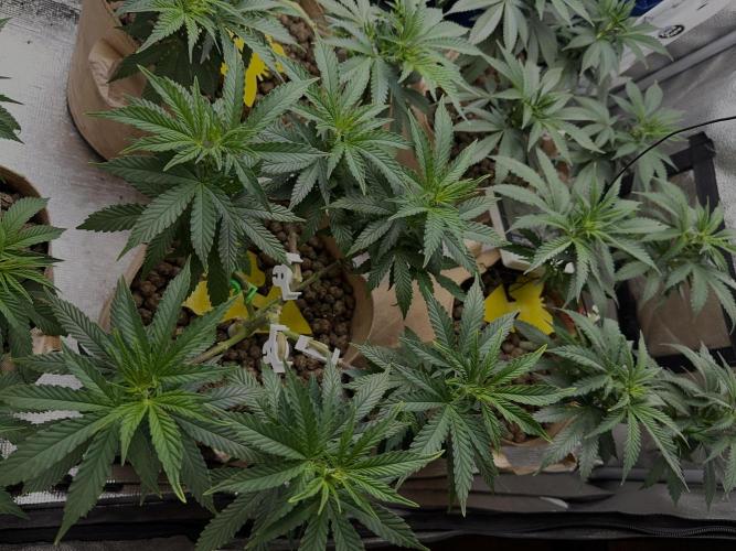 Sunset Sherbet Go Fast. Week 13