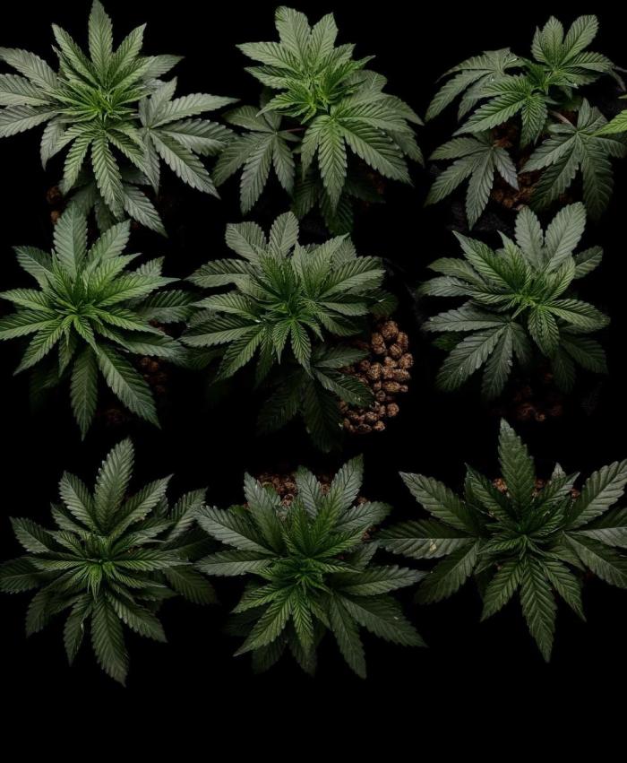 DeliciouS Cookies 11x. Week 5