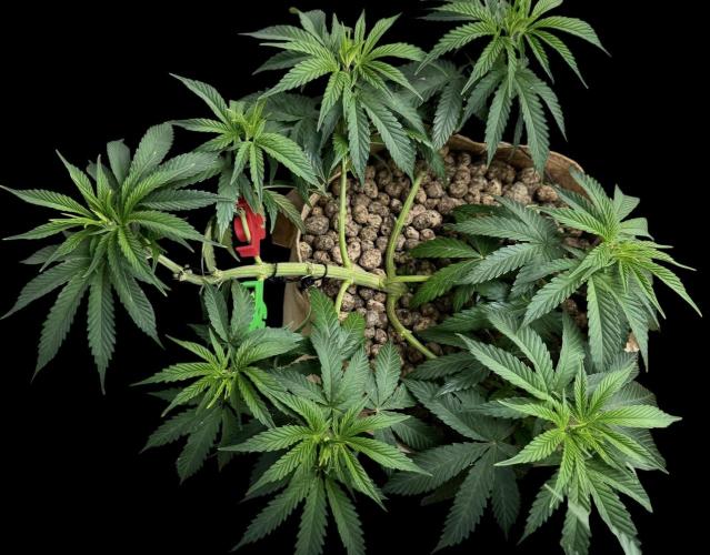 Delicious Cookies #3. Week 7
