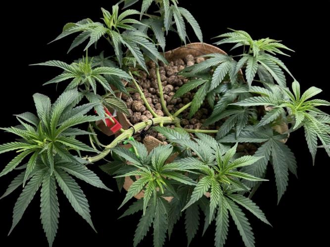Delicious Cookies #3. Week 7