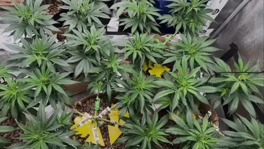 Sunset Sherbet Go Fast