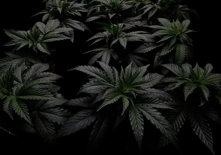 DeliciouS Cookies 11x. Week 6