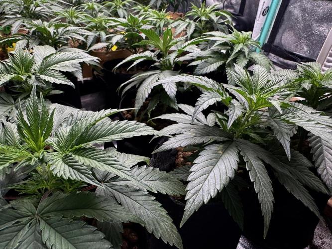 DeliciouS Cookies 11x. Week 6