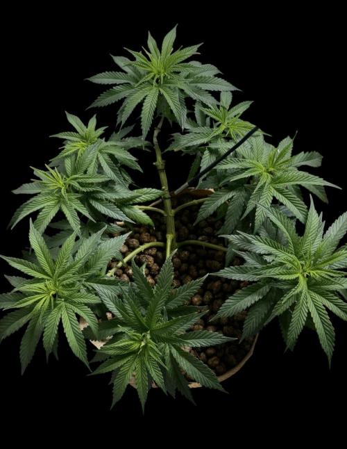 Delicious Cookies #3. Week 8