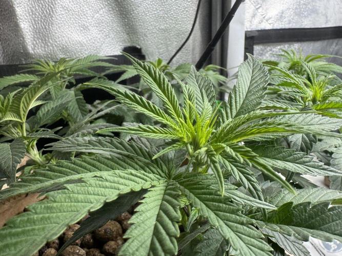 Delicious Cookies #3. Week 8