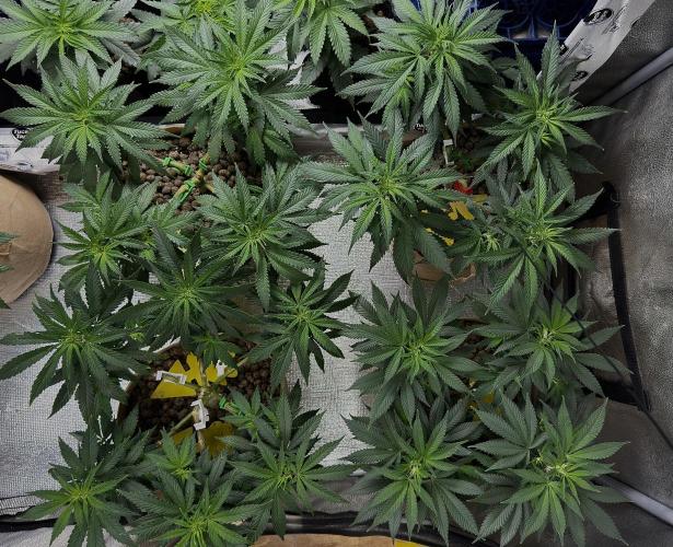 Sunset Sherbet Go Fast. Week 14