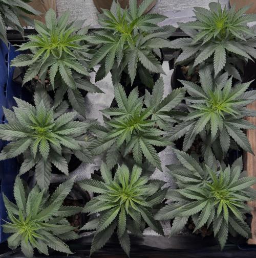 DeliciouS Cookies 11x. Week 6