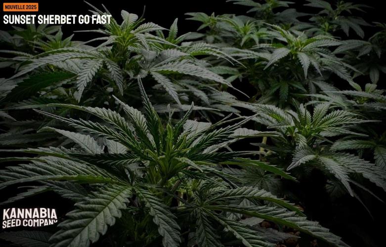 Sunset Sherbet Go Fast. Week 14