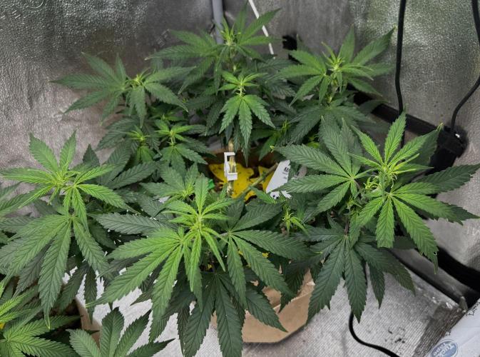 Sunset Sherbet Go Fast. Week 14