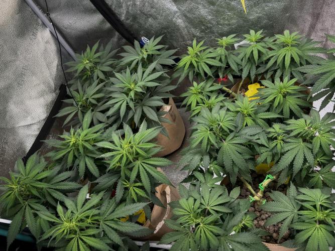 Sunset Sherbet Go Fast. Week 14