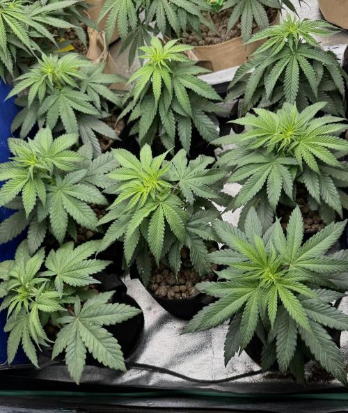 DeliciouS Cookies 11x. Week 6 - D5