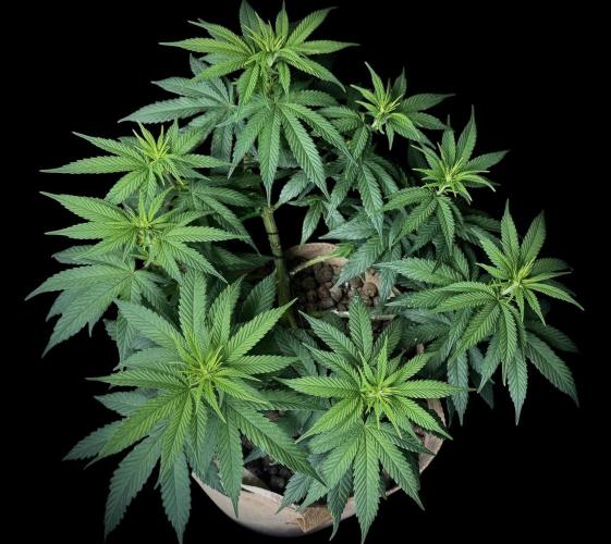 Delicious Cookies #3. Week 9