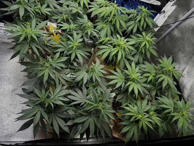 Sunset Sherbet Go Fast. Week 15