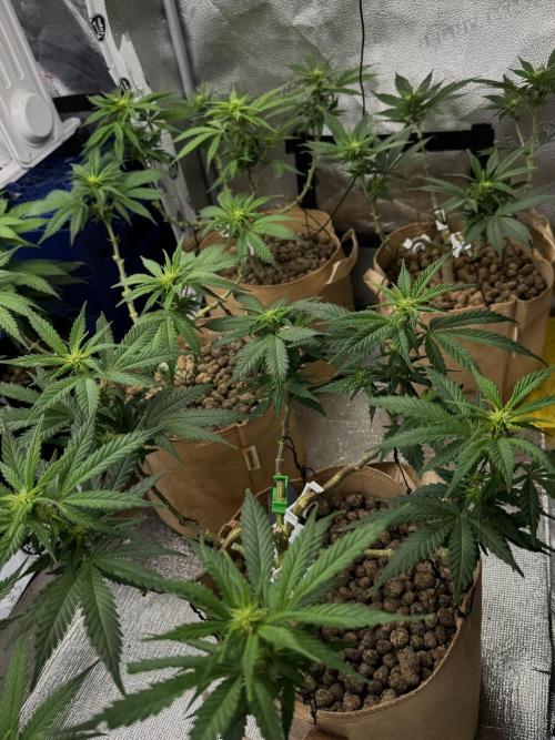 Sunset Sherbet Go Fast. Week 15