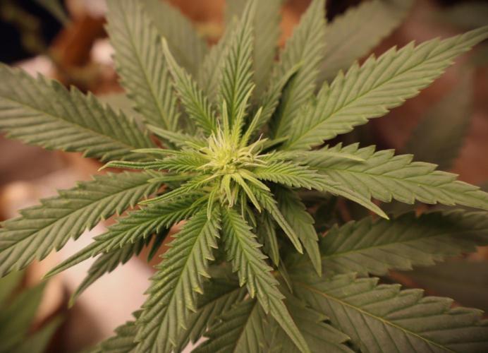 Sunset Sherbet Go Fast. Week 15